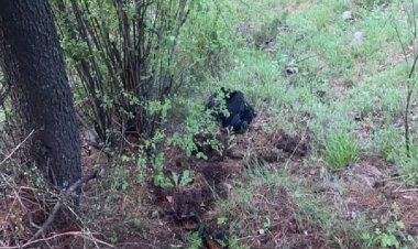 बारामूला में घुसपैठ की कोशिश कर रहे दो आतंकी ढेर