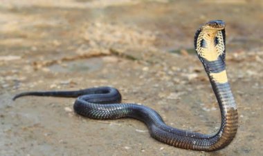 लड़की को सांप ने काटा, बिल से निकाल अस्पताल लेकर पहुंचे परिजन