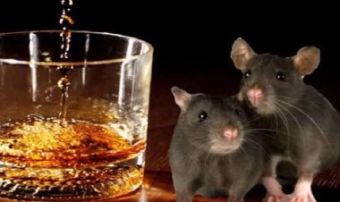 नशेड़ी चूहे! झारखंड में 802 बोतल शराब गटक गये, मुंह से नहीं पूंछ से चाट-चाटकर पी गये