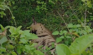 गाडीसाडम जंगल में मिला घायल लकड़बग्घा, ग्रामीणों की मदद से वन विभाग ने किया रेस्क्यू