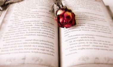 Why Hindi Literature Still Feels Like Home in a Changing India